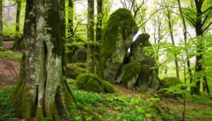 forest bathing monte cimino tuscia viterbese