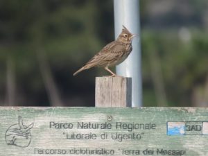 birdwatching nel parco di ugento