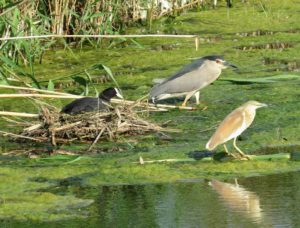 birdwatching in Puglia