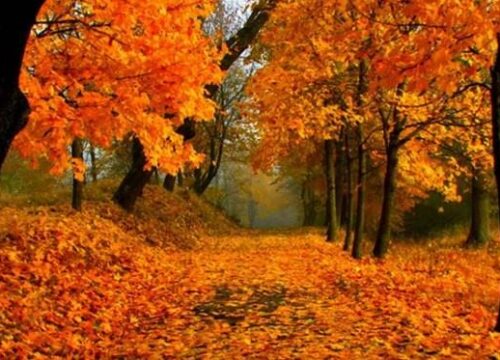 Foliage a Bosco Rubbio nel Pollino